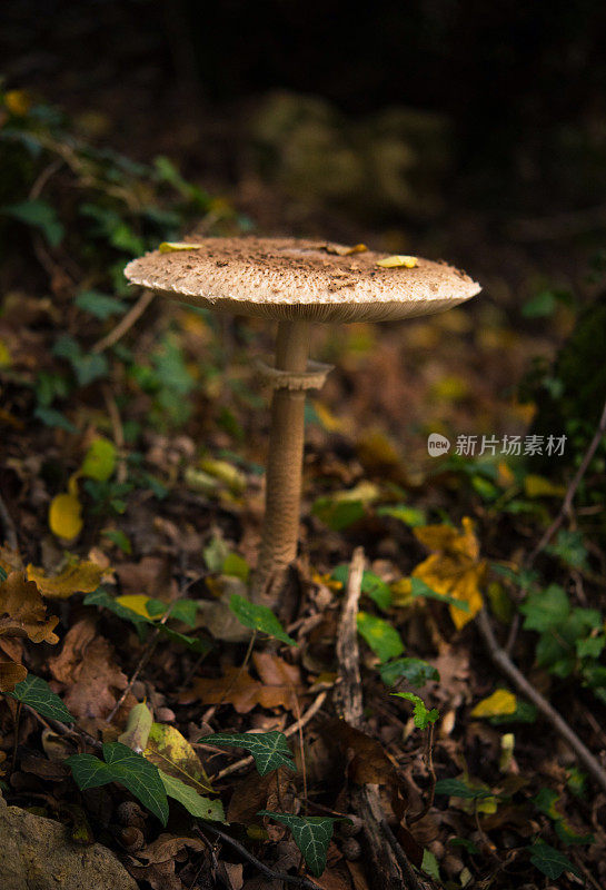 阳伞菇(Macrolepiota procera)